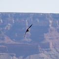 Grand Canyon Trip 2010 027